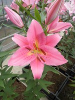 [1874 FatalBeauty DJ No01.JPG]